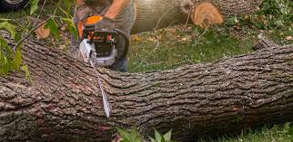 How Our Tree Care Process Works  in  New Miami, OH